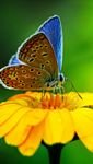 pic for Blue Butterfly On Yellow Flower 